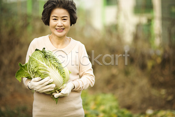 여유 즐거움 60대 노년 노인여자한명만 여자 한국인 한명 JPG 앞모습 포토 들기 미소(표정) 배추 배추재배 상반신 서기 실버라이프 야외 원예 주간 할머니