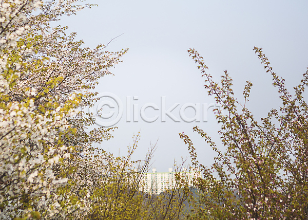 사람없음 JPG 포토 나무 백그라운드 벚꽃 봄 아파트 야외 자연 주간 풍경(경치) 하늘
