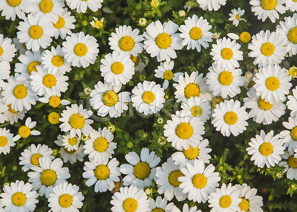 사람없음 JPG 포토 들꽃 백그라운드 봄 야외 자연 주간 풍경(경치)