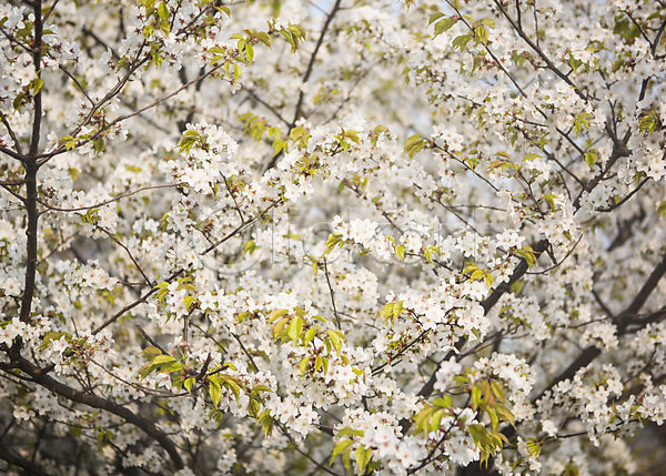 사람없음 JPG 포토 나무 백그라운드 벚꽃 봄 야외 자연 주간 풍경(경치)
