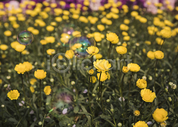 사람없음 JPG 아웃포커스 포토 들꽃 백그라운드 봄 비눗방울 야외 자연 주간 풍경(경치)