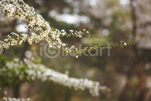 사람없음 JPG 아웃포커스 포토 나무 백그라운드 벚꽃 봄 야외 자연 주간 풍경(경치)