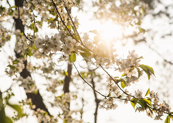 사람없음 JPG 아웃포커스 포토 나무 백그라운드 벚꽃 봄 야외 자연 주간 풍경(경치) 햇빛