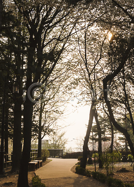 사람없음 JPG 포토 공원 길 나무 백그라운드 벚꽃 벤치 봄 산책로 야외 자연 주간 풍경(경치)