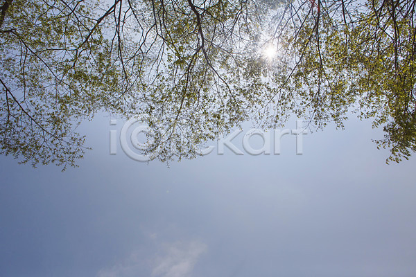 사람없음 JPG 포토 나무 백그라운드 봄 야외 자연 주간 풍경(경치) 하늘