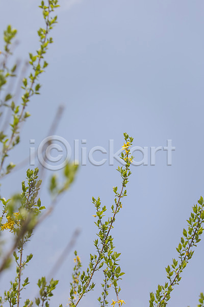 사람없음 JPG 포토 나무 나뭇가지 백그라운드 봄 야외 자연 주간 풍경(경치) 하늘