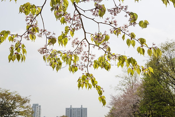 사람없음 JPG 포토 나무 나뭇가지 백그라운드 벚꽃 봄 아파트 야외 자연 주간 풍경(경치) 하늘