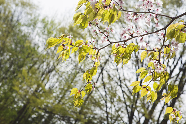 사람없음 JPG 아웃포커스 포토 나무 나뭇가지 백그라운드 벚꽃 봄 야외 자연 주간 풍경(경치)