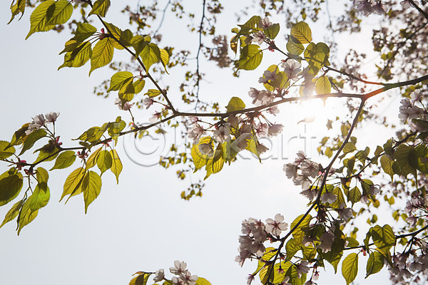사람없음 JPG 포토 나무 나뭇가지 백그라운드 벚꽃 봄 야외 자연 주간 풍경(경치) 하늘 햇빛