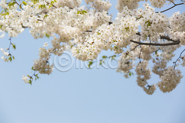 사람없음 JPG 포토 나무 백그라운드 벚꽃 봄 야외 자연 주간 풍경(경치) 하늘