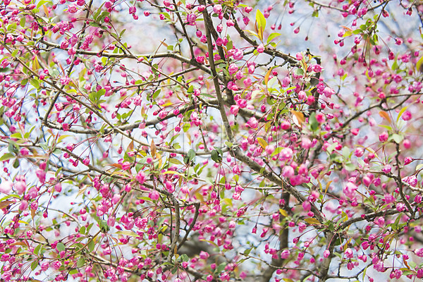 사람없음 JPG 포토 꽃 나무 나뭇가지 백그라운드 봄 야외 자연 주간 풍경(경치)