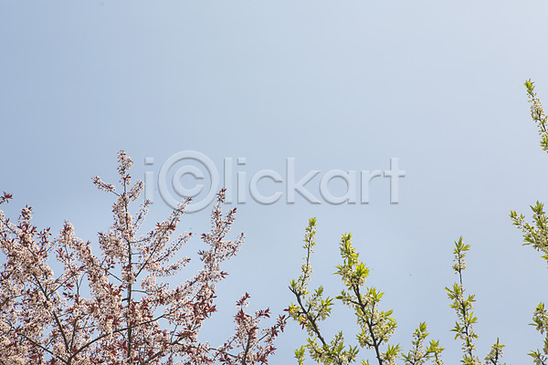 사람없음 JPG 포토 나무 나뭇가지 백그라운드 벚꽃 봄 야외 자연 주간 풍경(경치) 하늘