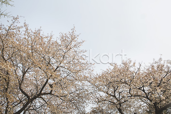 사람없음 JPG 포토 나무 백그라운드 벚꽃 봄 야외 자연 주간 풍경(경치) 하늘