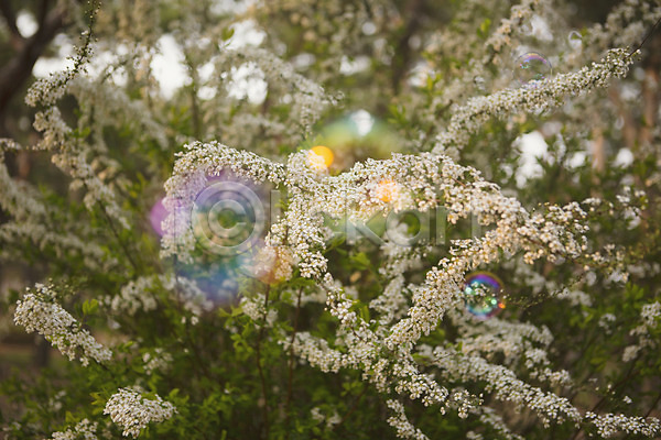 사람없음 JPG 포토 꽃 나무 백그라운드 봄 비눗방울 야외 자연 주간 풍경(경치)