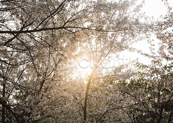 사람없음 JPG 포토 나무 백그라운드 벚꽃 봄 야외 자연 주간 풍경(경치) 햇빛