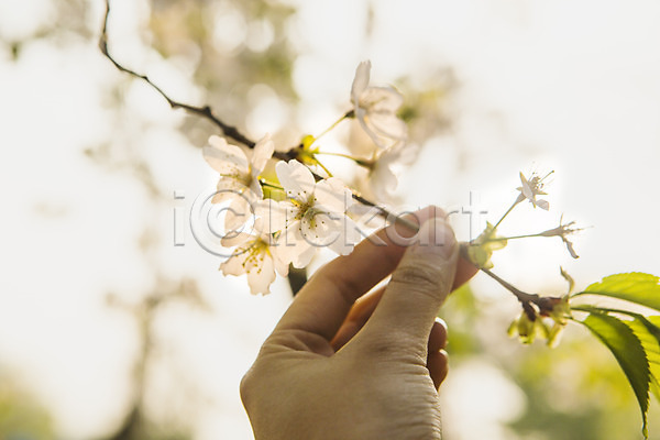 신체부위 JPG 포토 나무 나뭇가지 백그라운드 벚꽃 봄 손 야외 자연 잡기 주간 풍경(경치) 한손
