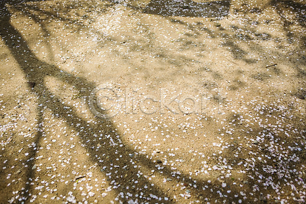 사람없음 JPG 포토 그림자 꽃잎 나무 낙화 바닥 백그라운드 벚꽃 봄 야외 자연 주간 풍경(경치)