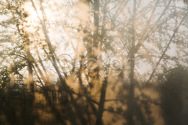 사람없음 JPG 포토 그림자 나무 나뭇가지 백그라운드 벚꽃 봄 야외 일몰 자연 주간 풍경(경치)