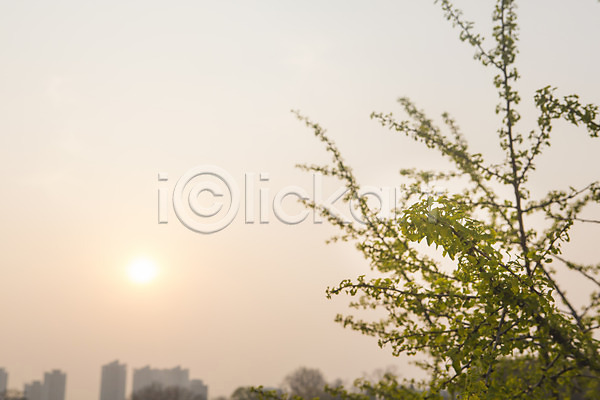 사람없음 JPG 포토 나무 나뭇가지 도시 백그라운드 봄 야외 일몰 자연 주간 태양 풍경(경치) 하늘