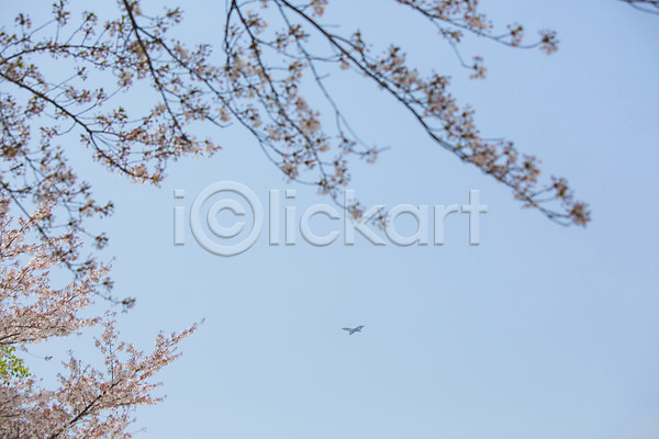 사람없음 JPG 포토 나무 백그라운드 벚꽃 봄 야외 자연 조류 주간 풍경(경치) 하늘