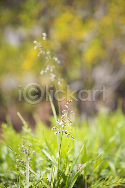 사람없음 JPG 아웃포커스 포토 들꽃 백그라운드 봄 야외 자연 주간 풍경(경치)