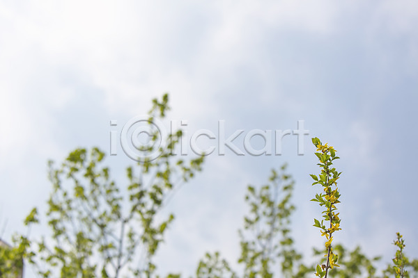 사람없음 JPG 아웃포커스 포토 나무 나뭇가지 백그라운드 봄 야외 자연 주간 풍경(경치) 하늘