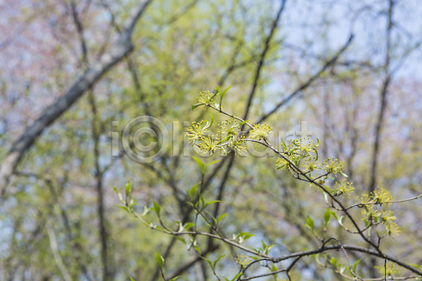 사람없음 JPG 아웃포커스 포토 나무 나뭇가지 백그라운드 벚꽃 봄 야외 자연 주간 풍경(경치)
