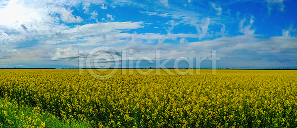 사람없음 JPG 포토 해외이미지 개화 계절 꽃 노란색 농업 농장 땅 맑음 밭 백그라운드 벚꽃 봄 세련 수평선 시골 식물 야외 여름 유채 자연 장면 카놀라 파란색 풍경 하늘 해외202004 해외포토