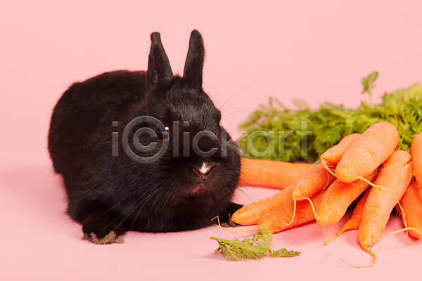 사람없음 JPG 포토 해외이미지 당근 분홍색배경 실내 잎 토끼 한마리 흑토끼