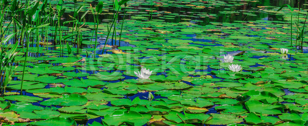 감탄 순수 즐거움 청춘 특별함 휴식 사람없음 JPG 포토 해외이미지 계절 꽃 꽃잎 내추럴 노란색 놀람 물 백그라운드 백합 봄 빛 식물 야외 여름 연꽃 연못 영광군 완전 우수 잎 자연 정원 초록색 파노라마 풍경 해외202004 해외포토 햇빛 호수 흰색