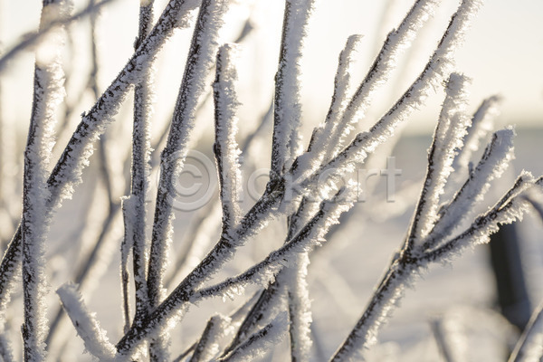 추위 사람없음 JPG 포토 해외이미지 겨울 나뭇가지 닫기 서리 식물 얼음 자연 해외202004 흰색