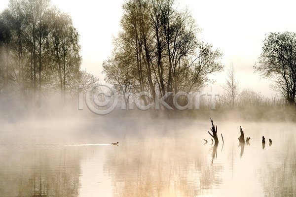신비 사람없음 JPG 포토 해외이미지 그림 나무 물 뿌연 새벽 아침 안개 연못 자연 풍경(경치) 해외202004 호수