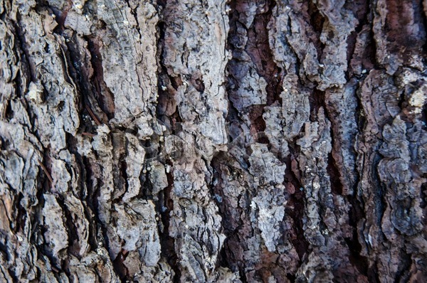 사람없음 JPG 포토 해외이미지 갈색 계절 나무 내추럴 디자인 목재 묘사 백그라운드 벽지 수목 숲 식물 엘리먼트 여름(계절) 옛날 유기농 자연 잡동사니 장식 질감 추상 패턴 표면 프레임 해외202004 환경