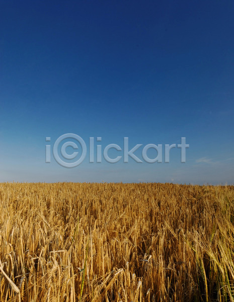 사람없음 JPG 포토 해외이미지 농업 농작물 밀 밭 밭일 시리얼 파란색 하늘 해외202004