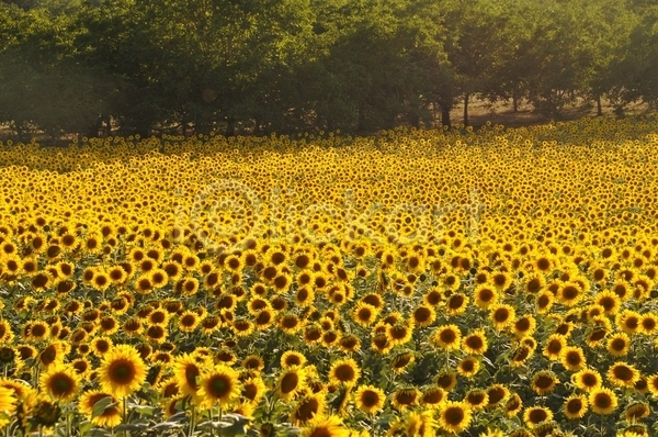 사람없음 JPG 포토 해외이미지 계절 꽃 노란색 농업 농작물 밭 벚꽃 식물 씨앗 에너지 여름(계절) 자연 컬러풀 태양 프랑스 해바라기 해외202004