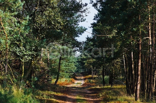 사람없음 JPG 포토 해외이미지 가로 걷기 길 나무 내추럴 목재 숲 아침 야외 여름(계절) 자연 초록색 풍경(경치) 해외202004