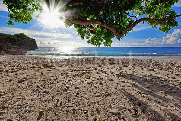 사람없음 JPG 포토 해외이미지 나무 나뭇가지 만 모래 모래사장 물 바다 산호 섬 수영 식물 초록색 터키석 파란색 풍경(경치) 하늘 해외202004 휴가 흰색