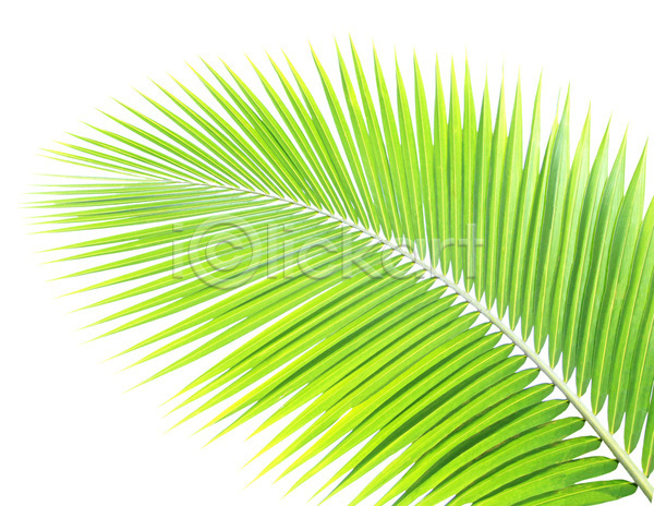 성장 사람없음 JPG 포토 해외이미지 고립 곡선 나무 나뭇가지 내추럴 백그라운드 부분 손바닥 숲 식물 여름(계절) 잎 자연 줄기 초록색 코코넛 패턴 해외202004 흰색