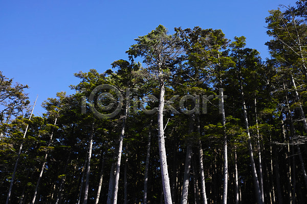사람없음 JPG 포토 나가노 나무 숲 식물 야외 여러그루 일본 자연 주간
