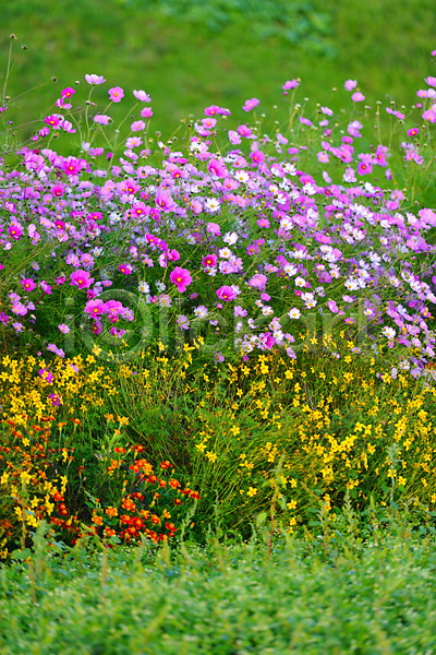 사람없음 JPG 포토 꽃 꽃밭 나가노 노란색 분홍색 식물 야외 여러송이 일본 자연 자주색 주간 주황색 코스모스(꽃)