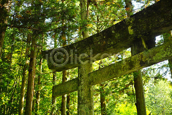 사람없음 JPG 포토 나무 불교 숲 야마나시 야외 이끼 일본 주간 토리이