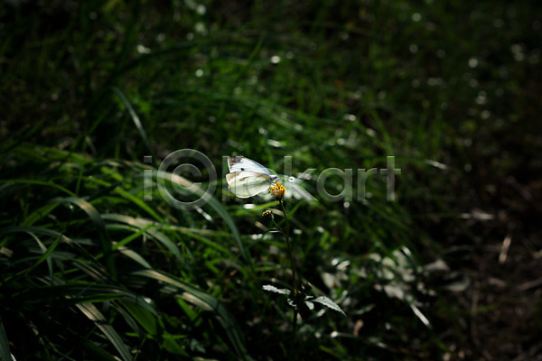 사람없음 JPG 아웃포커스 포토 꽃 나비 노란색 야외 자연 주간 풀(식물) 한마리 한송이 흰색