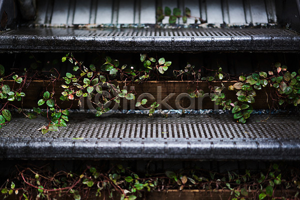 사람없음 JPG 포토 계단 비(날씨) 식물 일본 잎 풍경(경치) 화분