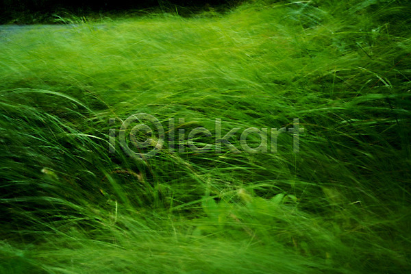 사람없음 JPG 포토 식물 자연 초록색 초원(자연) 풀(식물)