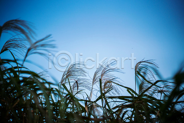 사람없음 JPG 포토 갈대(식물) 갈대밭 야외 억새 억새밭 자연 주간 하늘