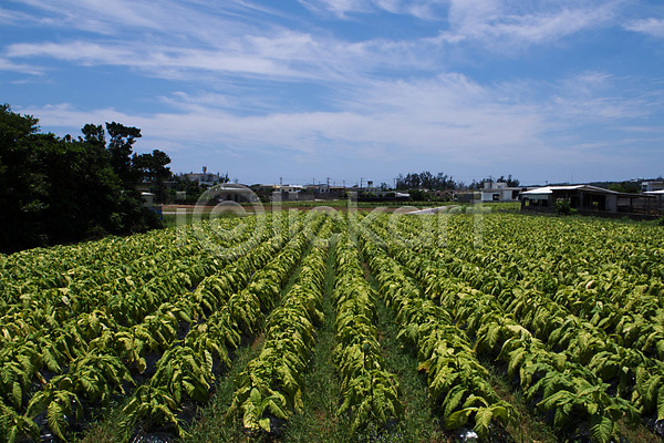 사람없음 JPG 포토 구름(자연) 농업 밭 야외 이에섬 일본 주간 초록색 풍경(경치) 하늘