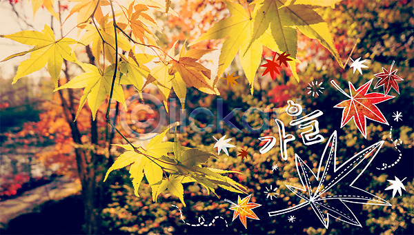 사람없음 PSD 편집이미지 가을(계절) 계절 계절백그라운드 낙엽 단풍 야외 주간 합성