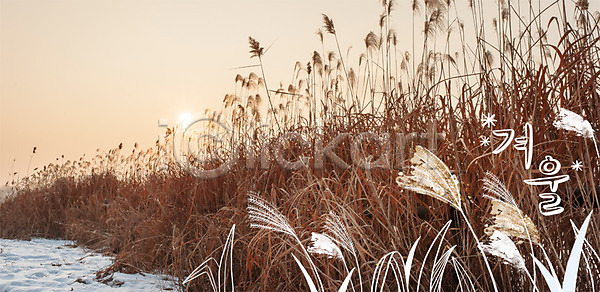 사람없음 PSD 편집이미지 갈대(식물) 갈대밭 겨울 계절 계절백그라운드 눈 야외 주간 합성
