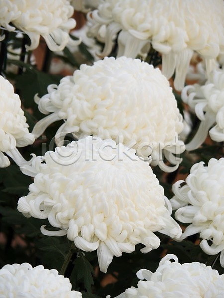 사람없음 JPG 포토 국화 꽃 꽃밭 야외 여러송이 일본 주간 흰색
