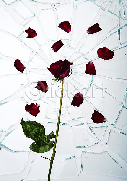 사람없음 JPG 포토 꽃잎 빨간색 산산조각 손상 스튜디오촬영 실내 오브젝트 유리 장미 투명 한송이